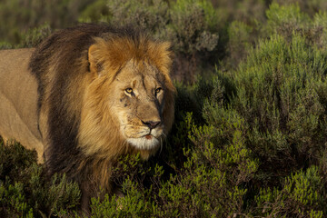 Close-up of a majestic male lion (Panthera leo) peering through lush bushveld near Gqeberha, Eastern Cape, South Africa. Perfect for wildlife, safari, and nature-themed projects or editorials.