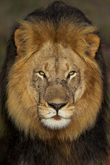 Close-up of a majestic male lion (Panthera leo) peering through lush bushveld near Gqeberha, Eastern Cape, South Africa. Perfect for wildlife, safari, and nature-themed projects or editorials.