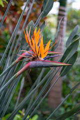 Paradise Flower Splendor