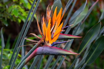 Paradise Flower Splendor