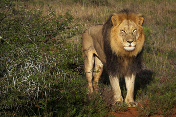 Majestic male lion stands proudly in the African savanna beside a thorny acacia bush, bathed in golden sunlight. Near Gqeberha (Port Elizabeth). Eastern Cape. South Africa.