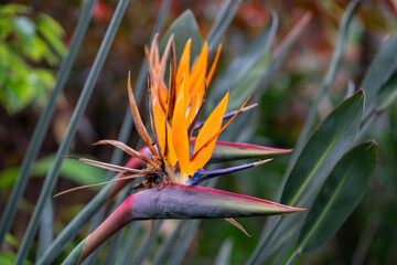 Paradise Flower Splendor