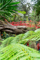 Red Oriental Bridge Amid Lush Tropical Foliage in Monte Palace Madeira Garden