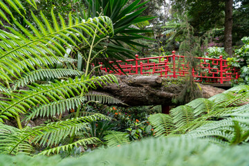 Red Oriental Bridge Amid Lush Tropical Foliage in Monte Palace Madeira Garden