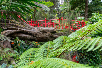 Red Oriental Bridge Amid Lush Tropical Foliage in Monte Palace Madeira Garden