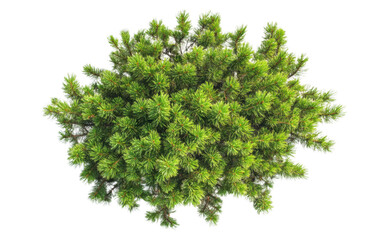 Obraz premium Small bush with green leaves is shown on a white background