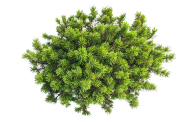 Small bush with green leaves is shown on a white background