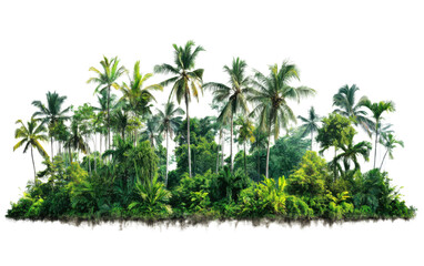 Lush tropical forest with palm trees and green foliage