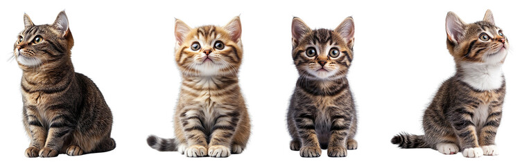 Obraz premium Collection of cute cats, isolated on a transparent background
