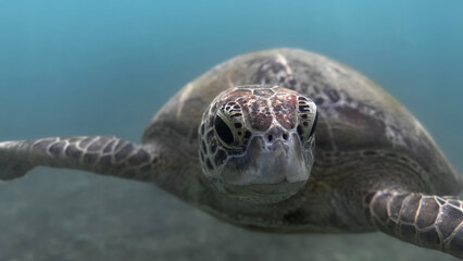 Portrait of wild turtle underwater