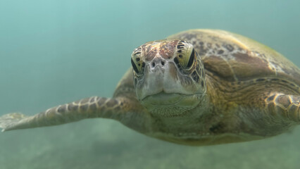 Portrait of wild turtle underwater