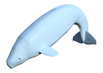 3D Rendering Beluga White Whale on White