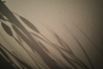 Fototapeta premium A Quiet Wall Touched by Leaf Shadows