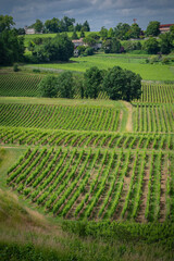 Vibrant vineyards stretch across the landscape of Saint-Emilion, rich in greenery and life during springtime, embodying the charm of the Bordeaux wine route.