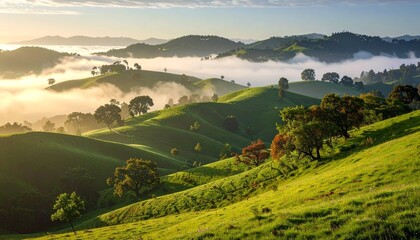 Naklejka premium Olive-green hillside cloaked in morning dew, soft fog drifting through trees, embodying peaceful resilience and grounded emotion