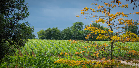 Lush vineyards stretch across the landscape in AOC Saint-Emilion, with a striking autumn tree showcasing vibrant colors against a backdrop of green grapevines and overcast skies.