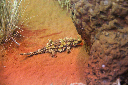 Thorny Devil on red dirt next to rock