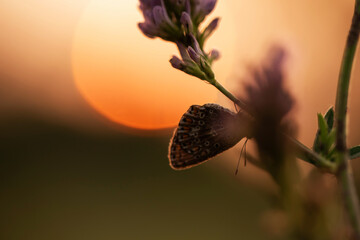 Mały motyl na łące w rosie o świcie.  © Elżbieta Kaps