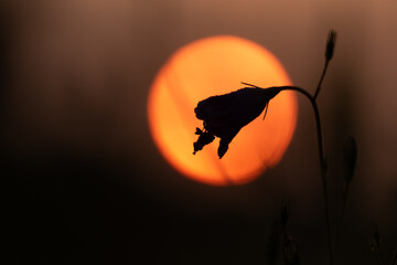 Kwiat dzwonka z muszką na łące na tle wschodzącego słońca.  © Elżbieta Kaps