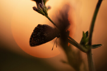 Mały motyl na łące w rosie o świcie.  © Elżbieta Kaps