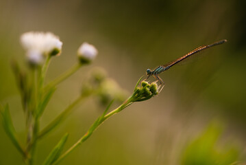 Mała ważka na łące w rosie o świcie, tło natury.