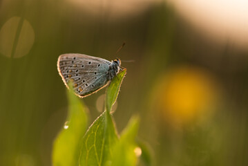 Mały motyl na łące w rosie o świcie.  © Elżbieta Kaps