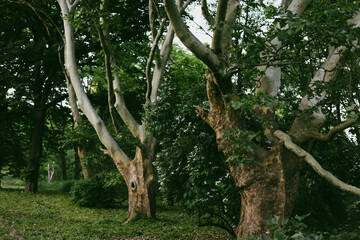 A vibrant forest showcases towering trees and lush green foliage, evoking peace and serenity. A serene forest scene with majestic trees and lush greenery, showcasing nature's beauty and tranquility.