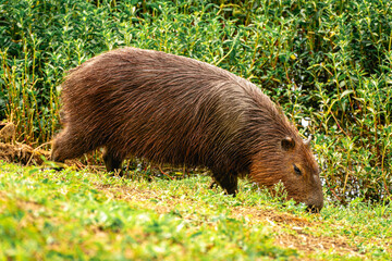 Capibara's grazing in the Horto Florestal Park in São Paulo, Brazil