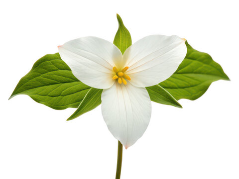 Trillium flower png woodland bloom png three-petal flower png garden plant png spring blossom png transparent background image