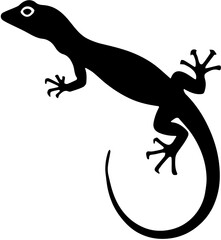lizard on white background