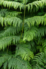 Dense ferns dominate the foreground, creating a rich green tapestry. Sunlight filters through, casting soft shadows in the peaceful, secluded forest area.