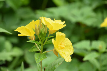 Garden with Flowering Evening Primrose Plant