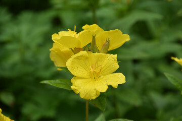 Dew Drops on the Petals of a Flowering Evening Primrose