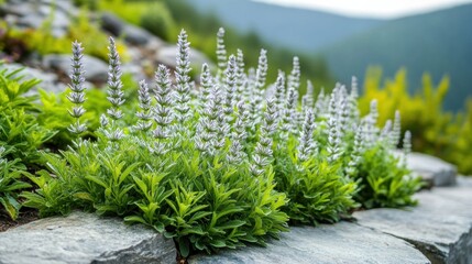 Close-up of drought-resistant shrub varieties with green leaves and white flower spikes growing among rocks in natural outdoor setting