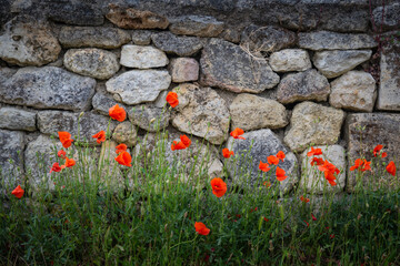 Bright red poppies adorn the grassy area beside a rustic stone wall in the Bordeaux wine region. Spring brings life to the vineyards of Saint-Emilion, enhancing the landscape.