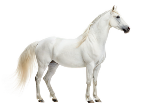 Vaulting horse png gymnastic equipment png pommel horse png sports apparatus png athletic gear png transparent background image