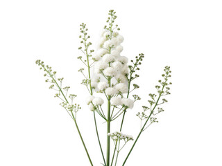 Verbascum png mullein flower png yellow herb png medicinal plant png wildflower png transparent background image