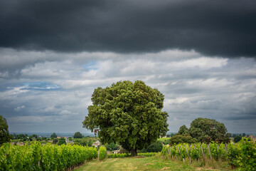 Bordeaux vineyards in Saint-Emilion feature rows of grapevines under a dramatic sky, with a large tree standing out in the landscape, reflecting a tranquil yet vibrant atmosphere.