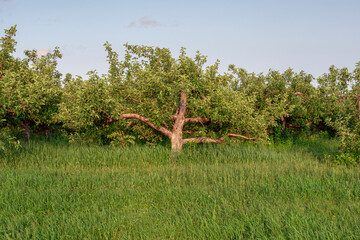 the apple orchard of sholan farms,