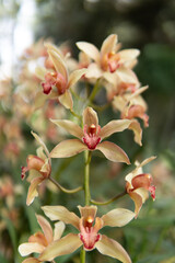 Obraz premium Pink orchid in garden
