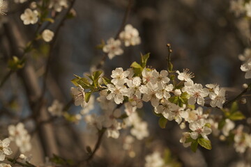 Obraz premium Paris, France