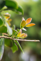 Obraz premium Branch of a tree