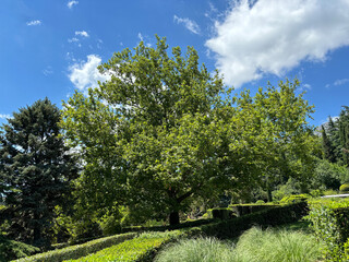 Forest landscape. Tall trees and a lawn on a sunny day.