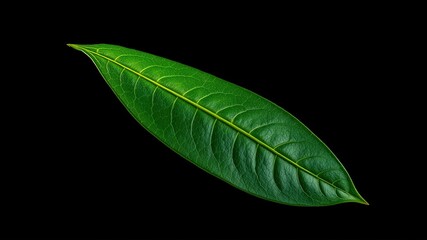 Kaffir Lime Leaf, Isolated Black Background, High-Quality Photo