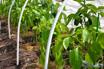 Pepper Plants Thriving in a Greenhouse Garden