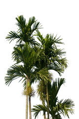 Realistic areca palm tree isolated on white