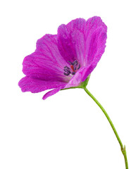 Wonderful red cranesbill with dewdrops in side view isolated on a white background, including clipping path.
