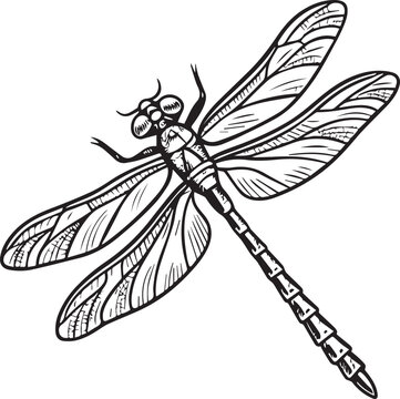 Dragonfly in vintage engraved black and white style for classic educational illustration