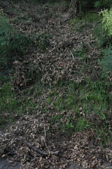 Dry leaves after cutting a tree in the forest