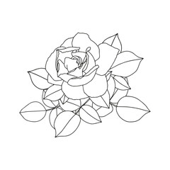 Rose branch with leaves. Coloring page for adults and children.